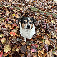 Pixie joined the competition — help win amazing prizes! dog, small_dog, autumn, fall_leaves, leaves, outdoor, nature, cute, pet, brown, white, black, close_up, animal, canine, fall_season, leaf_litter, ground, curious, adorable
