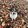 dog, small_dog, autumn, fall_leaves, leaves, outdoor, nature, cute, pet, brown, white, black, close_up, animal, canine, fall_season, leaf_litter, ground, curious, adorable