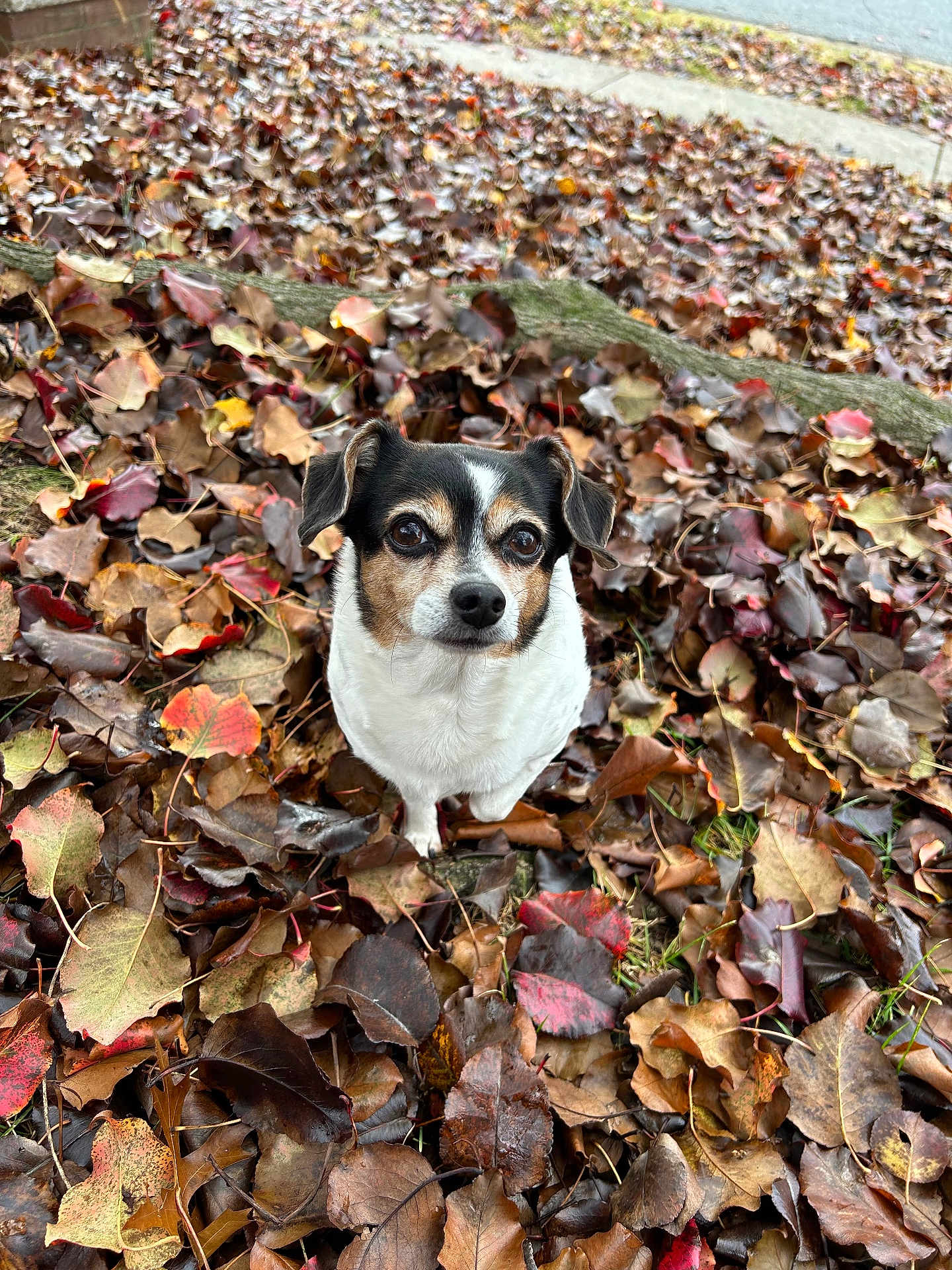 Pixie joined the competition — help win amazing prizes! dog, small_dog, autumn, fall_leaves, leaves, outdoor, nature, cute, pet, brown, white, black, close_up, animal, canine, fall_season, leaf_litter, ground, curious, adorable