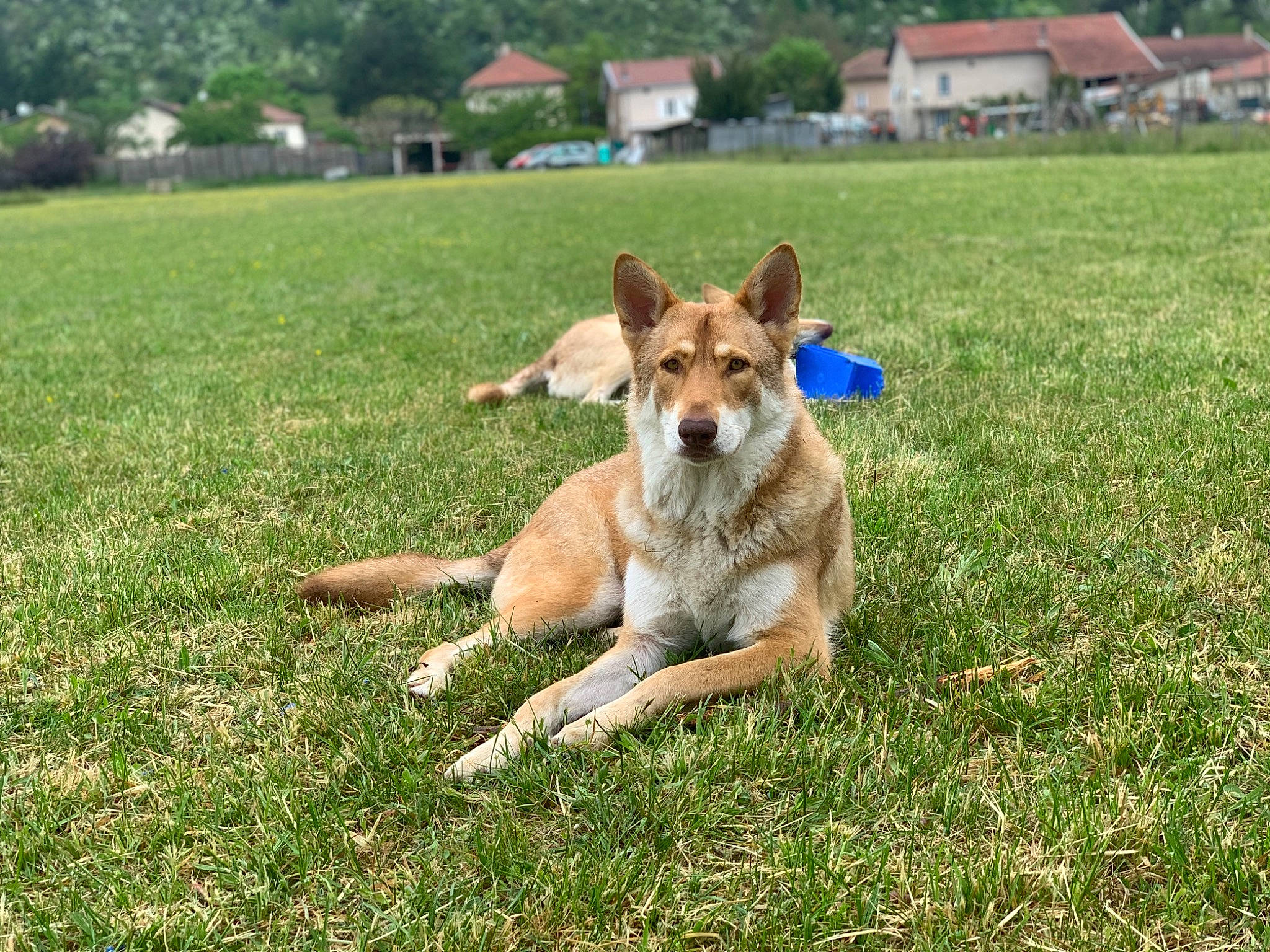 Nashoba participe au concours pour gagner de l'argent avec cette photo : canidae, carnivore, carolina_dog, companion_dog, dog, dog_breed, fawn, grass, ibizan_hound, mammal, new_guinea_singing_dog, norwegian_lundehund, pariah_dog, smooth_collie, vertebrate, working_dog