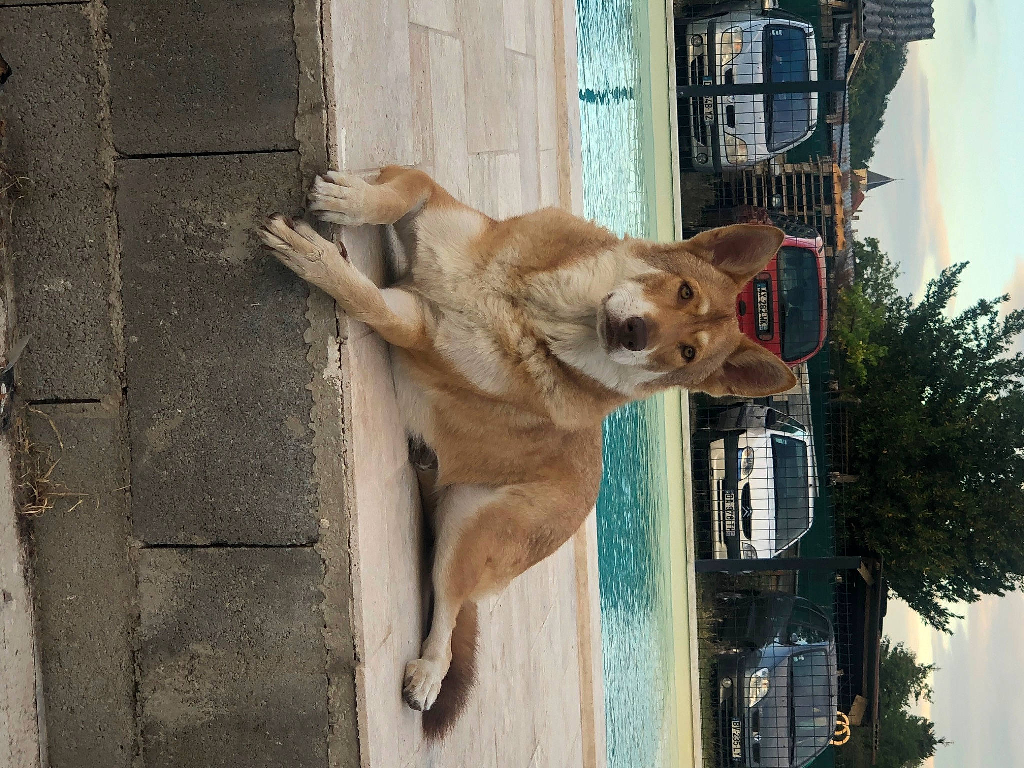 Nashoba a rejoint le concours — aidez-le/la à gagner de superbes lots ! canidae, carnivore, companion_dog, dog, dog_breed, fawn, retriever, snout, sporting_group, street_dog, tail, window