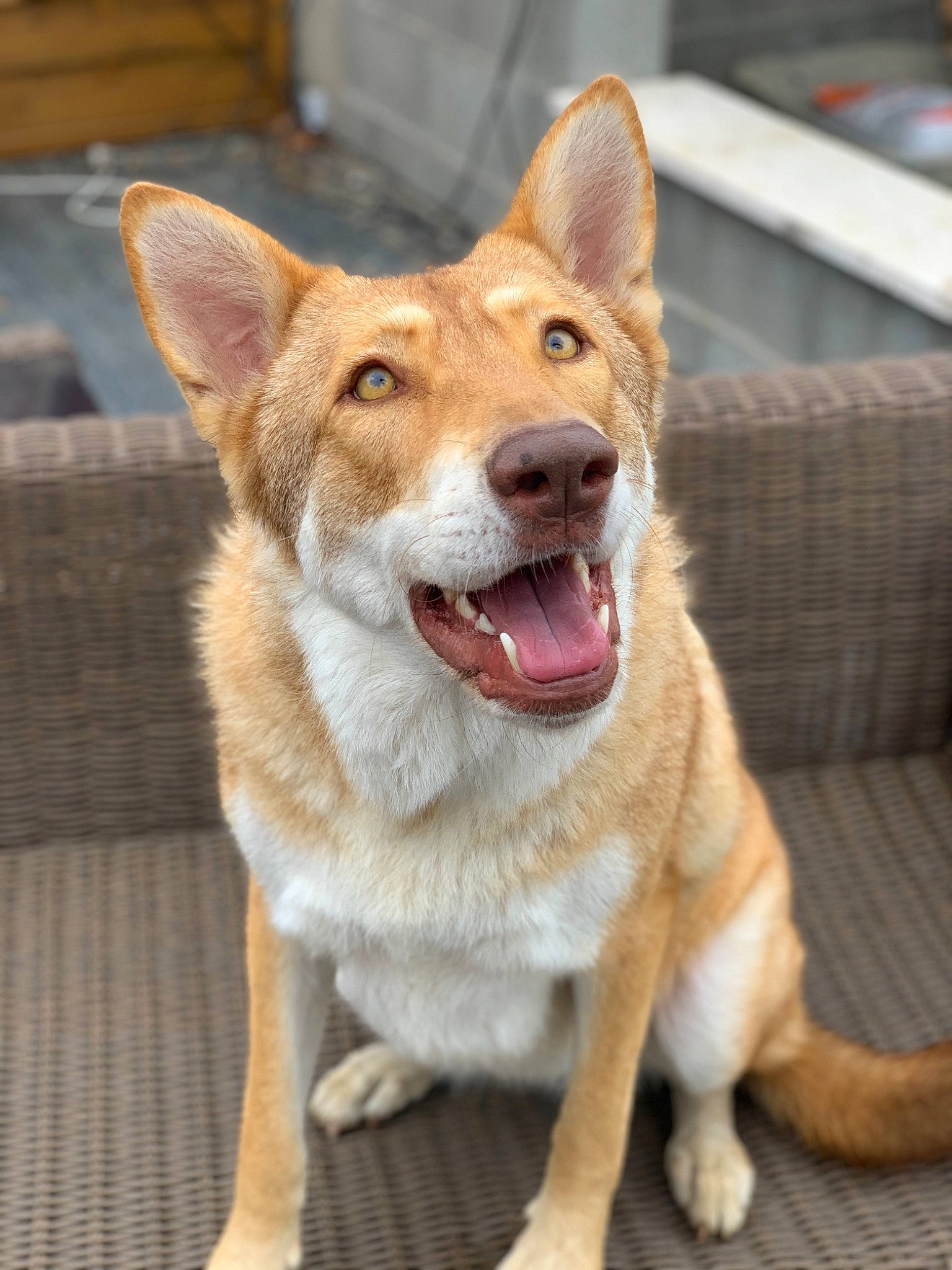 Nashoba a rejoint le concours — aidez-le/la à gagner de superbes lots ! ancient_dog_breeds, canaan_dog, canidae, carnivore, carolina_dog, dog, dog_breed, facial_expression, fawn, mammal, pembroke_welsh_corgi, rare_breed_dog, saarloos_wolfdog, snout, vertebrate, welsh_corgi