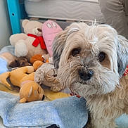 Max a rejoint le concours — aidez-le/la à gagner de superbes lots ! dog, pet, shaggy_fur, fluffy, portrait, close_up, brown_and_white, black_nose, dark_eyes, stuffed_animals, plush_toys, teddy_bear, blanket, bedroom, bed, cozy, indoor, cute, animal, photography