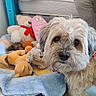 dog, pet, shaggy_fur, fluffy, portrait, close_up, brown_and_white, black_nose, dark_eyes, stuffed_animals, plush_toys, teddy_bear, blanket, bedroom, bed, cozy, indoor, cute, animal, photography