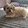 dog, small_dog, shaggy_dog, curly_fur, cream_fur, brown_fur, pet, canine, animal, portrait, lying_down, relaxed, indoors, bedroom, blanket, bed, pillows, toy_car, cozy, fluffy