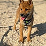 Aïko participe au concours pour gagner de l'argent avec cette photo : dog, puppy, animal, pet, outdoor, sunlight, pebbles, tongue_out, happy, brown_fur, young, canine, standing, ears_up, collar, nature, daylight, playful, cute, focus