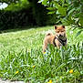 Aïko participe au concours pour gagner de l'argent avec cette photo : puppy, dog, grass, greenery, flower, yellow_flower, outdoor, nature, pet, young_animal, garden, leaf, small_dog, animal, canine, harness, curious, summer, daylight, blurred_background