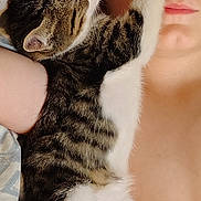 Kittyboy is registered to the contest to win money with this photo: animal, bed, blanket, cat, closeup, cozy, cute, face, fur, human, indoor, kitten, paw, person, pet, relax, resting, skin, sleeping, striped