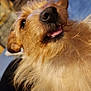 Dirty Stinkin Birdy is registered to the contest to win money with this photo: airedale, animal, bodypart, canine, cockerspaniel, couch, dog, face, head, hound, mouth, person, pet, photography, poodle, portrait, puppy, teeth, terrier, tongue