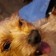 Dirty Stinkin Birdy joined the competition — help win amazing prizes! accessories, affenpinscher, airedale, animal, bodypart, canine, cat, cockerspaniel, dog, hound, mouth, person, pet, poodle, puppy, strap, teeth, terrier, tongue, whitedog
