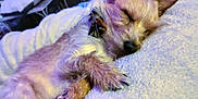 Dirty Stinkin Birdy joined the competition — help win amazing prizes! animal, bed, bedroom, canine, chihuahua, cockerspaniel, couch, dog, furniture, homedecor, indoors, papillon, person, pet, poodle, puppy, purple, room, sleeping, terrier