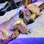 animal, bed, bedroom, canine, chihuahua, cockerspaniel, couch, dog, furniture, homedecor, indoors, papillon, person, pet, poodle, puppy, purple, room, sleeping, terrier