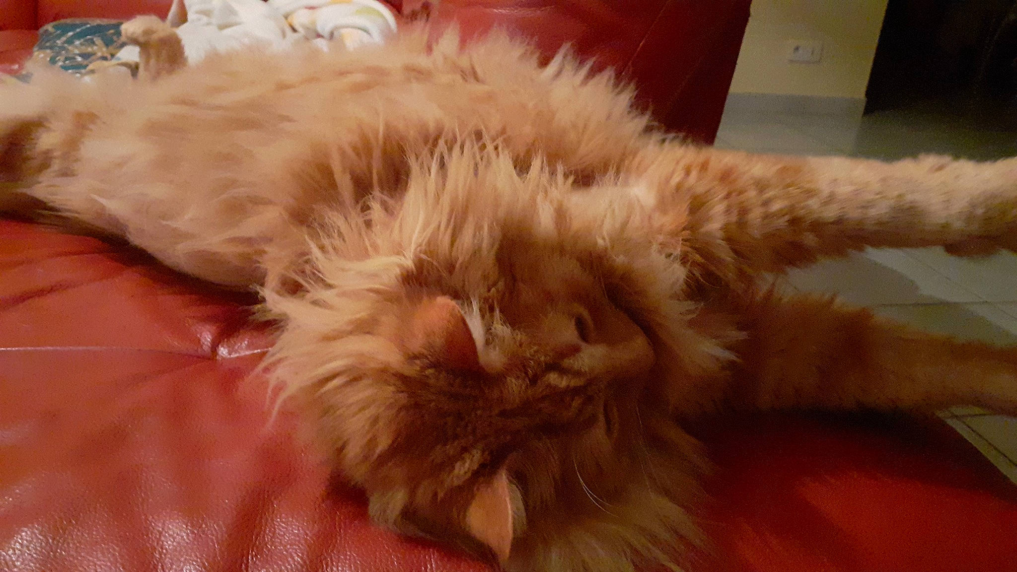 Ouisti a rejoint le concours — aidez-le/la à gagner de superbes lots ! carnivore, cat, claw, comfort, companion_dog, dog_breed, fawn, felidae, flooring, fur, hardwood, liver, nap, paw, small_to_medium_sized_cats, tail, whiskers