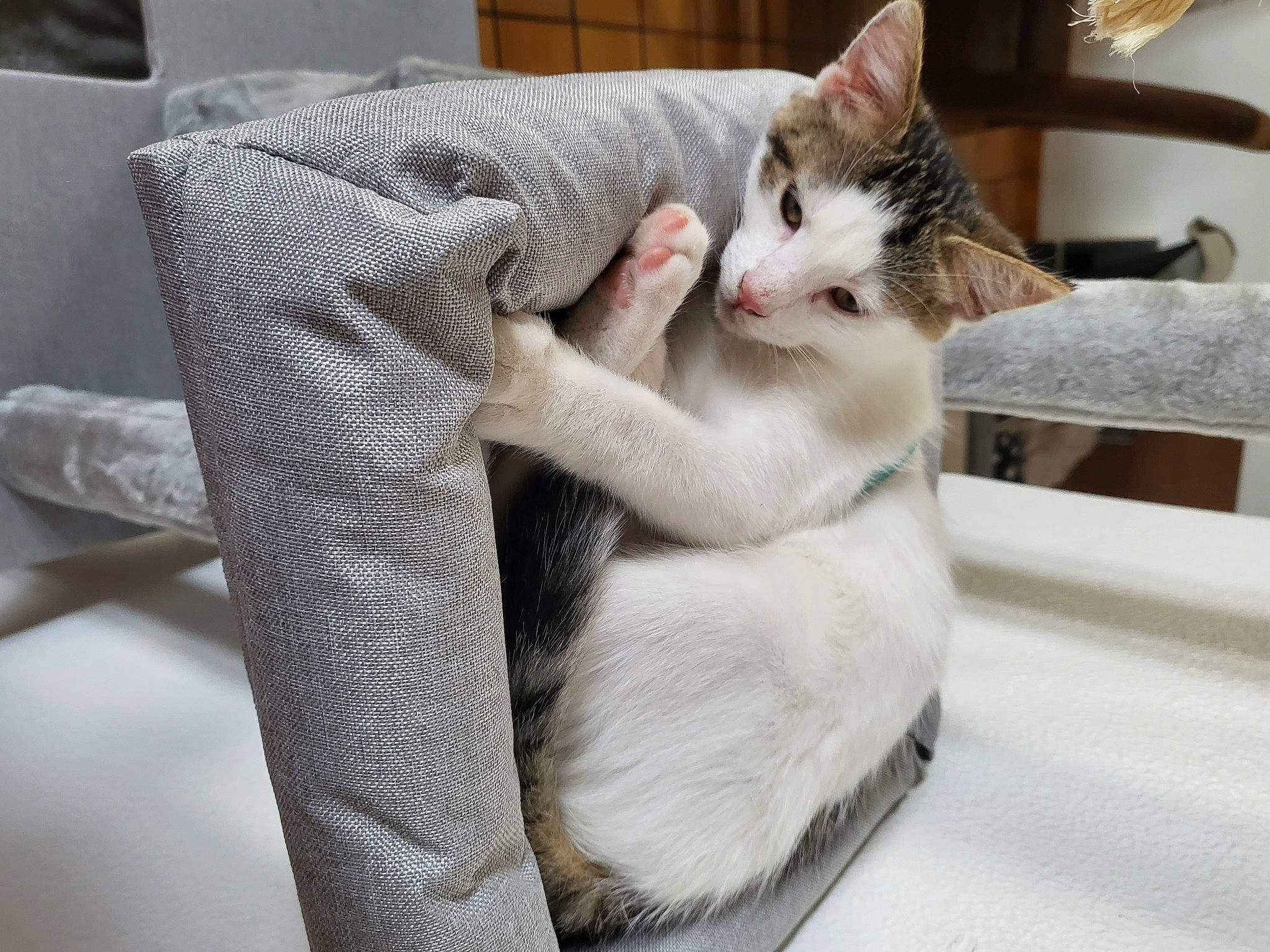 Fleam a rejoint le concours — aidez-le/la à gagner de superbes lots ! box, carnivore, cat, cat_supply, claw, comfort, domestic_short_haired_cat, felidae, fur, gesture, nap, paw, small_to_medium_sized_cats, tail, whiskers