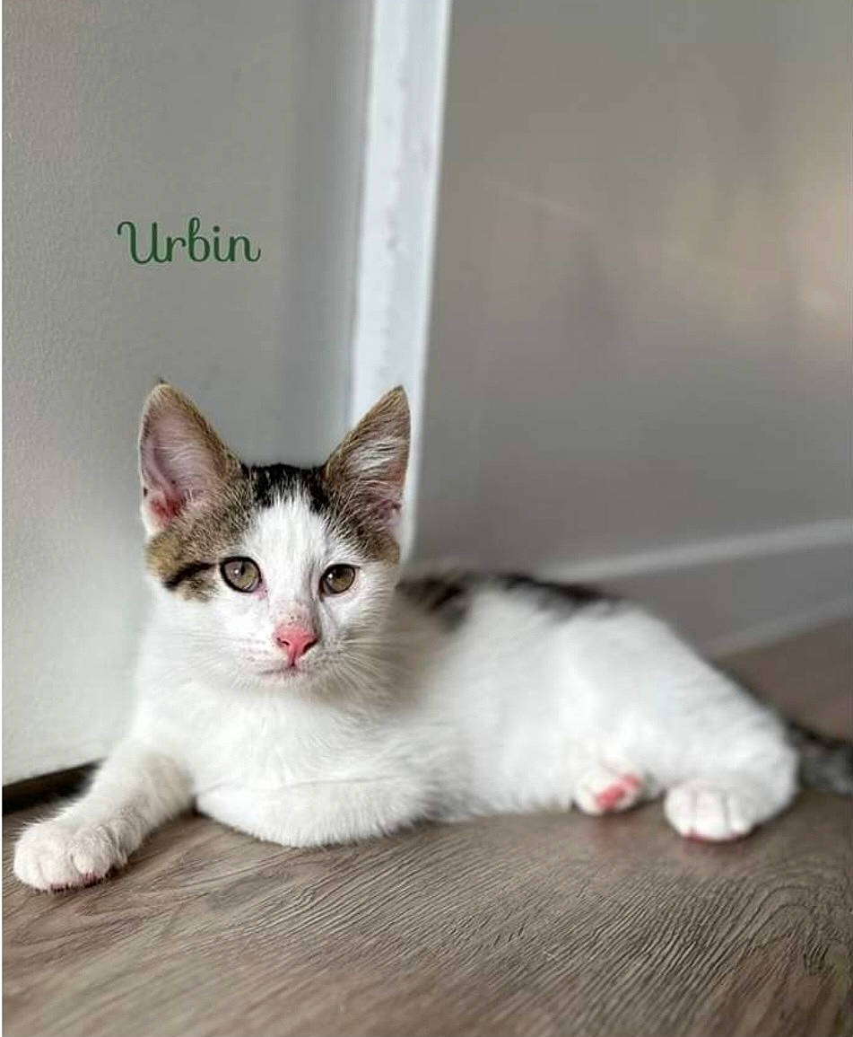 Fleam participe au concours pour gagner de l'argent avec cette photo : carnivore, cat, comfort, domestic_short_haired_cat, felidae, fixture, flooring, fur, hardwood, paw, rectangle, small_to_medium_sized_cats, tail, whiskers, window