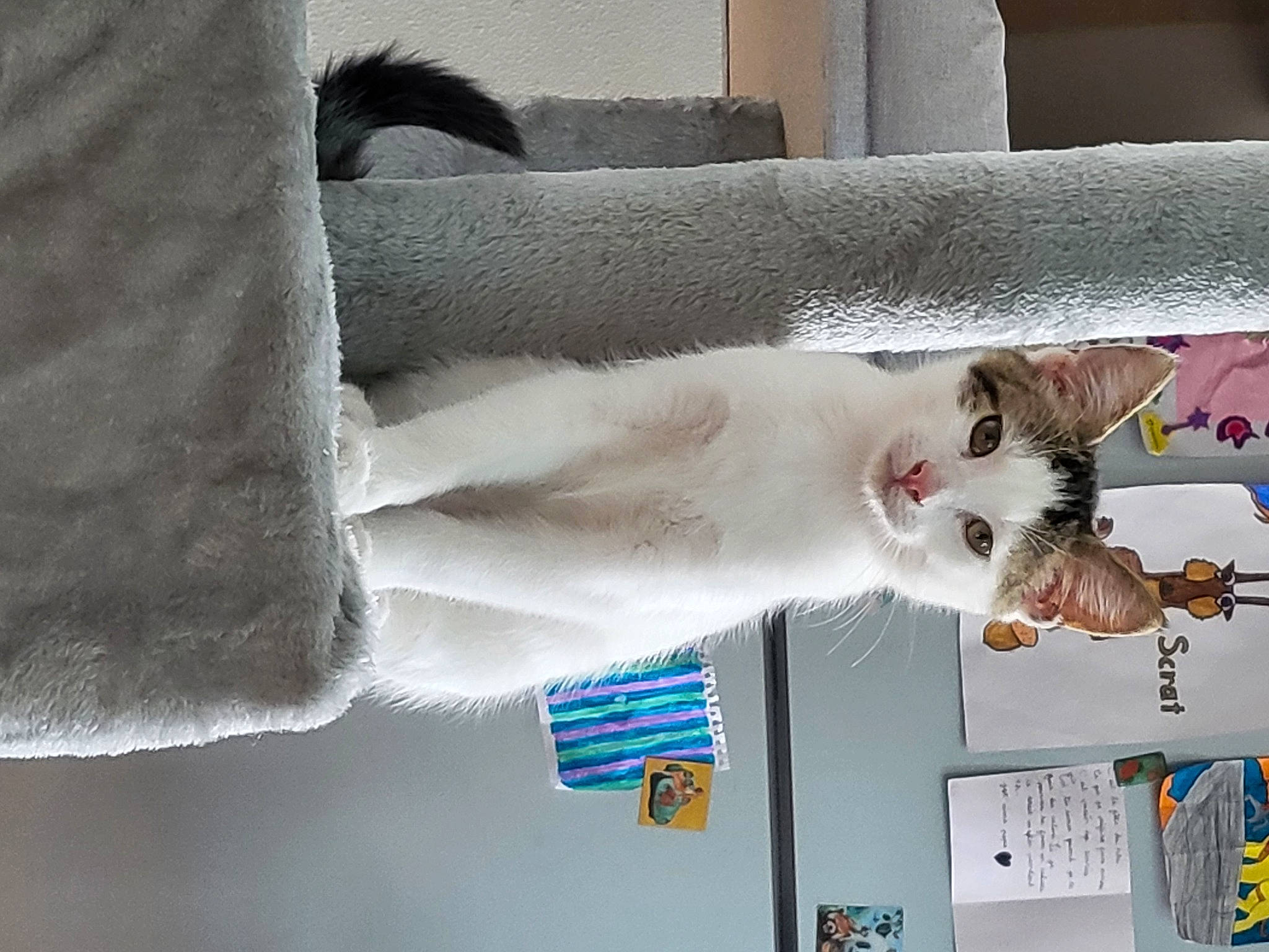 Fleam a rejoint le concours — aidez-le/la à gagner de superbes lots ! carnivore, collar, companion_dog, dog, dog_breed, felidae, fur, gesture, linens, paw, room, small_to_medium_sized_cats, sporting_group, tail, textile, whiskers