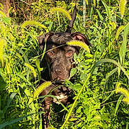 Quincy Grey is registered to the contest to win money with this photo: dog, black_dog, grass, plants, greenery, nature, outdoor, animal, pet, face, eyes, ears, snout, tail, fence, sunlight, shadows, focus, curious, wildlife