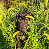 animal, black_dog, curious, dog, ears, eyes, face, fence, focus, grass, greenery, nature, outdoor, pet, plants, shadows, snout, sunlight, tail, wildlife