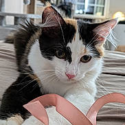 Catherine Boulle a rejoint le concours — aidez-le/la à gagner de superbes lots ! cat, calico, ribbon, bed, indoor, pet, whiskers, playful, fur, animal, cute, closeup, relaxed, pink, white, black, brown, soft, domestic, curious