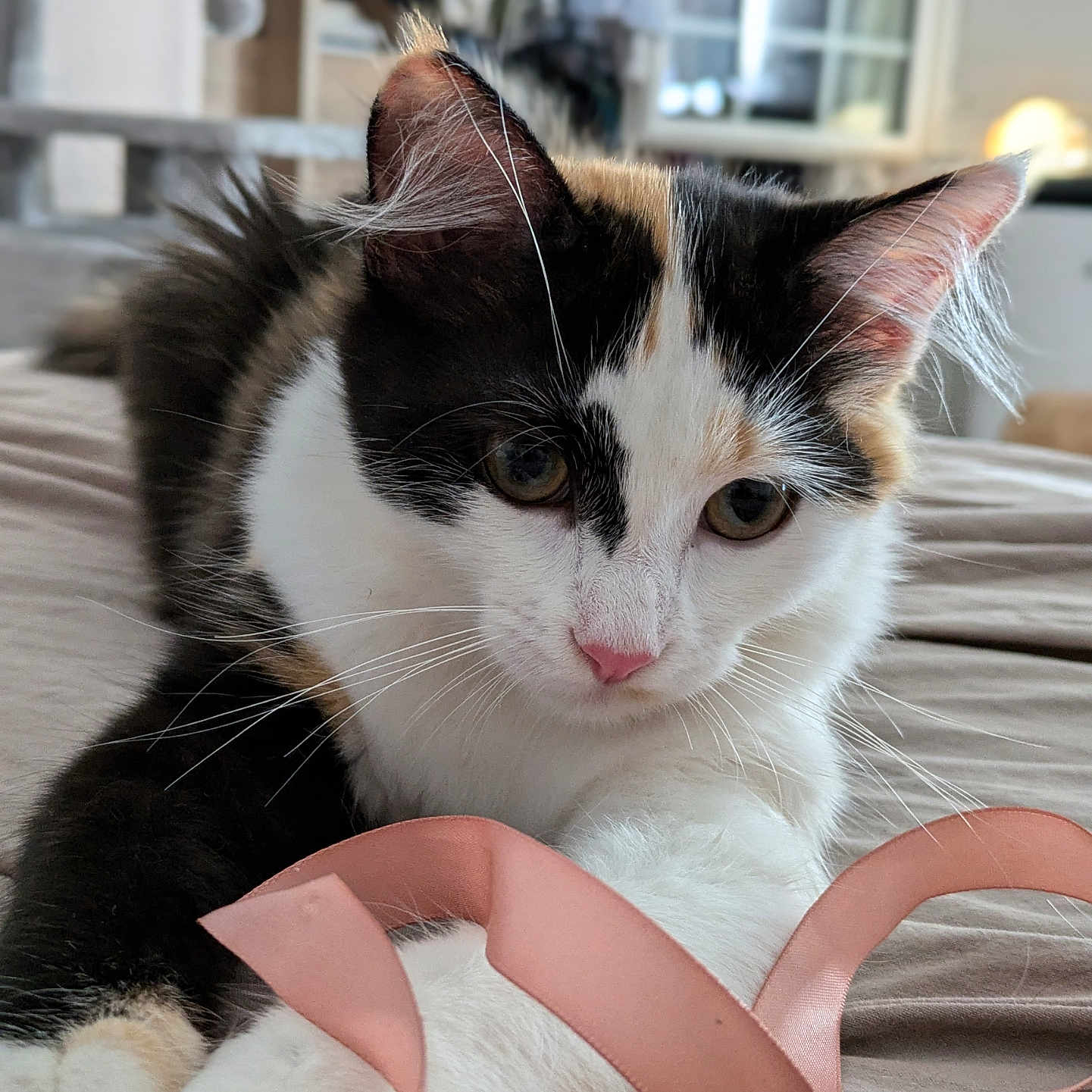 Catherine Boulle a rejoint le concours — aidez-le/la à gagner de superbes lots ! animal, bed, black, brown, calico, cat, closeup, curious, cute, domestic, fur, indoor, pet, pink, playful, relaxed, ribbon, soft, whiskers, white