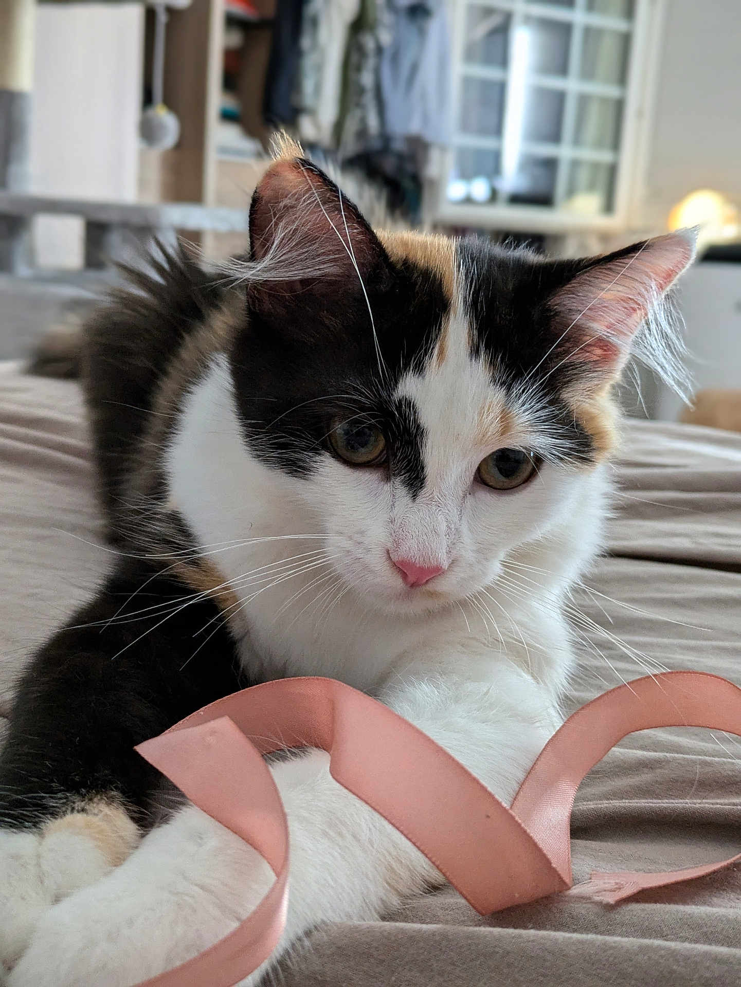 Catherine Boulle a rejoint le concours — aidez-le/la à gagner de superbes lots ! cat, calico, ribbon, bed, indoor, pet, whiskers, playful, fur, animal, cute, closeup, relaxed, pink, white, black, brown, soft, domestic, curious