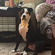 Xena joined the competition — help win amazing prizes! animal, black_and_white, blanket, carpet, companion, couch, cozy, dog, domestic, furniture, household, indoor, living_room, person, pet, pillow, relaxing, resting, side_view, sitting