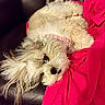 dog, small_dog, fluffy, white_fur, long_hair, pet, collar, pink_blanket, black_chair, indoor, cozy, relaxed, lying_down, upside_down, cute, animal, portrait, closeup, furniture, textile