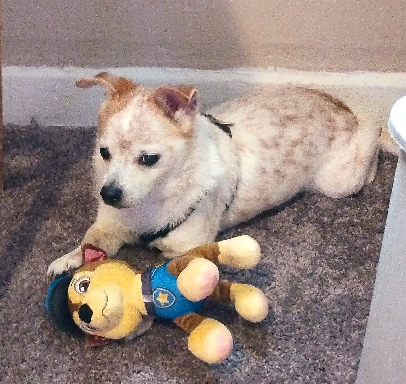 Freckles joined the competition — help win amazing prizes! ball, canidae, carnivore, companion_dog, dog, dog_breed, dog_supply, dog_toy, fawn, fur, happy, kintamani, paw, photo_caption, snout, spitz, sporting_group, tail, whiskers, working_animal