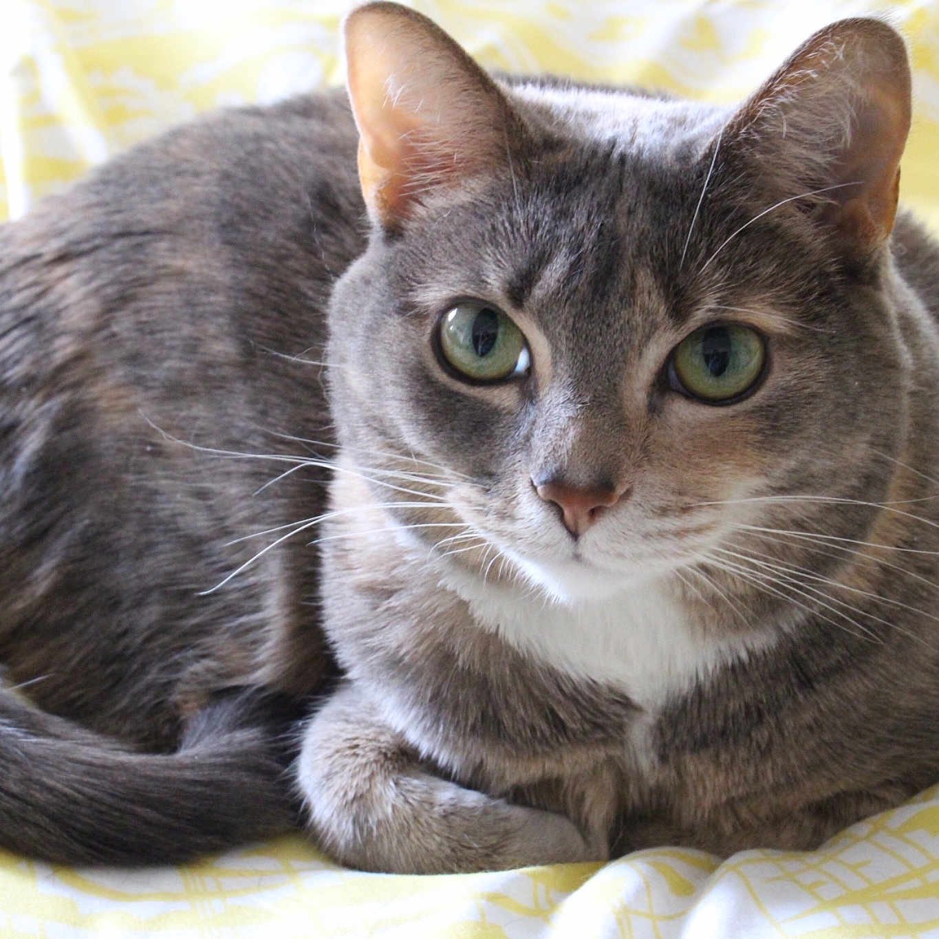 Tulip joined the competition — help win amazing prizes! aegean_cat, american_wirehair, asian, australian_mist, carnivore, cat, domestic_short_haired_cat, european_shorthair, felidae, german_rex, kitten, korat, mammal, nebelung, small_to_medium_sized_cats, snout, tabby_cat, vertebrate, whiskers