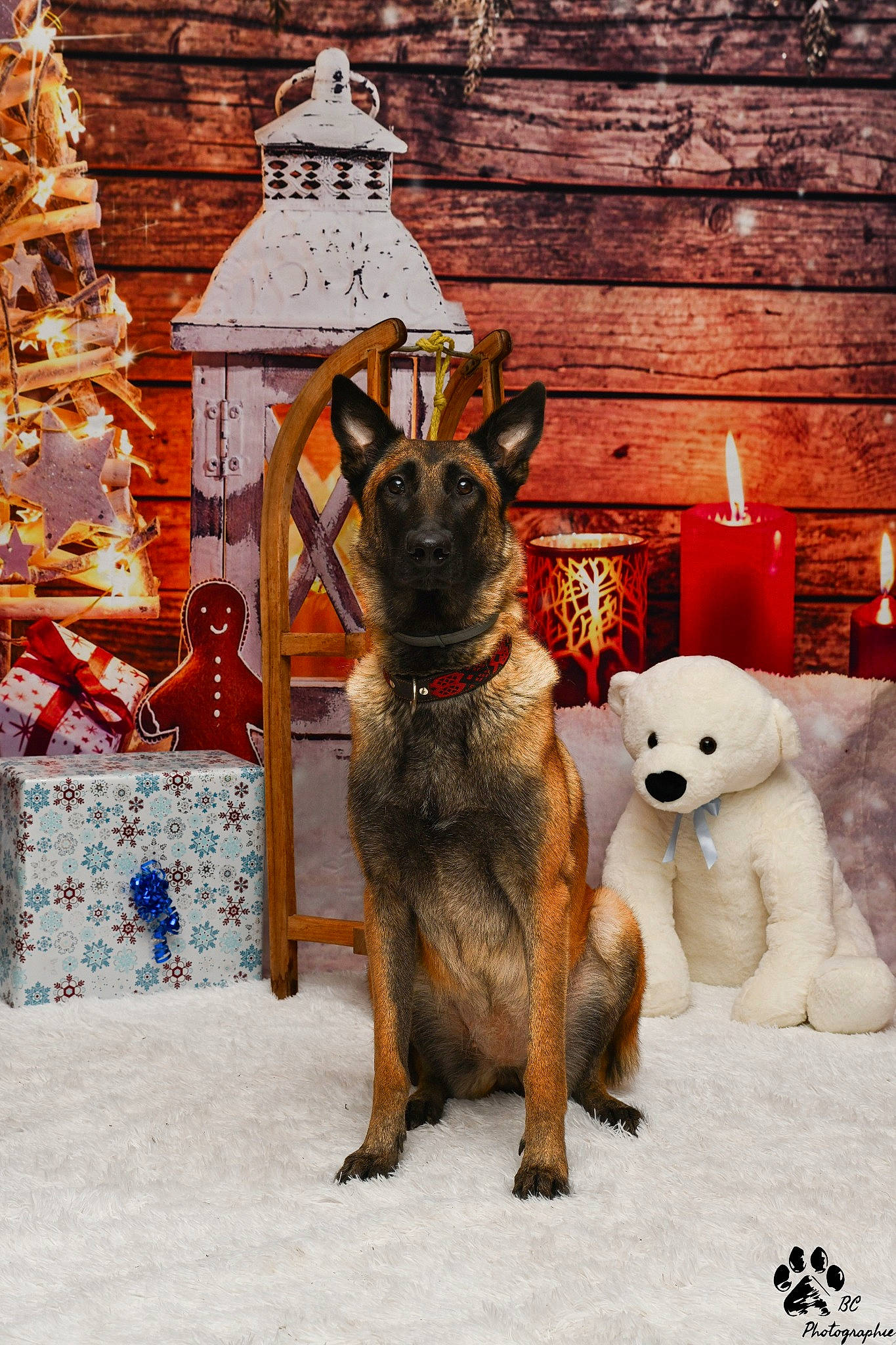 Sally participe au concours pour gagner de l'argent avec cette photo : candle, canidae, carnivore, christmas, companion_dog, dog, dog_breed, event, fawn, fur, german_shepherd_dog, guard_dog, snout, snow, tail, toy, window, winter, wood, working_animal