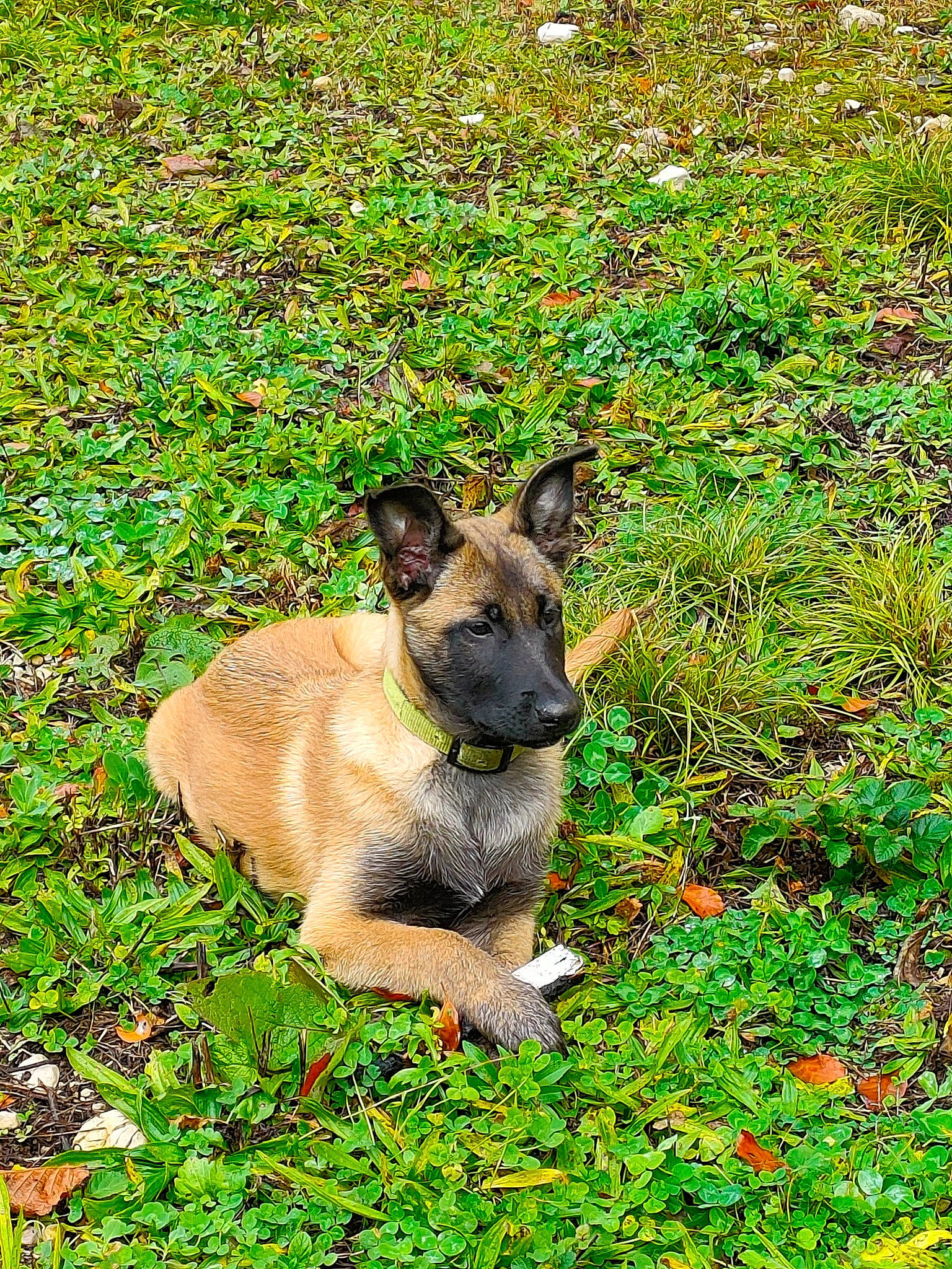 Sally a rejoint le concours — aidez-le/la à gagner de superbes lots ! canidae, carnivore, companion_dog, dog, dog_breed, east_european_shepherd, fawn, german_shepherd_dog, grass, grassland, groundcover, king_shepherd, lawn, old_german_shepherd_dog, plant, snout, sporting_group, tail, terrestrial_animal, working_animal