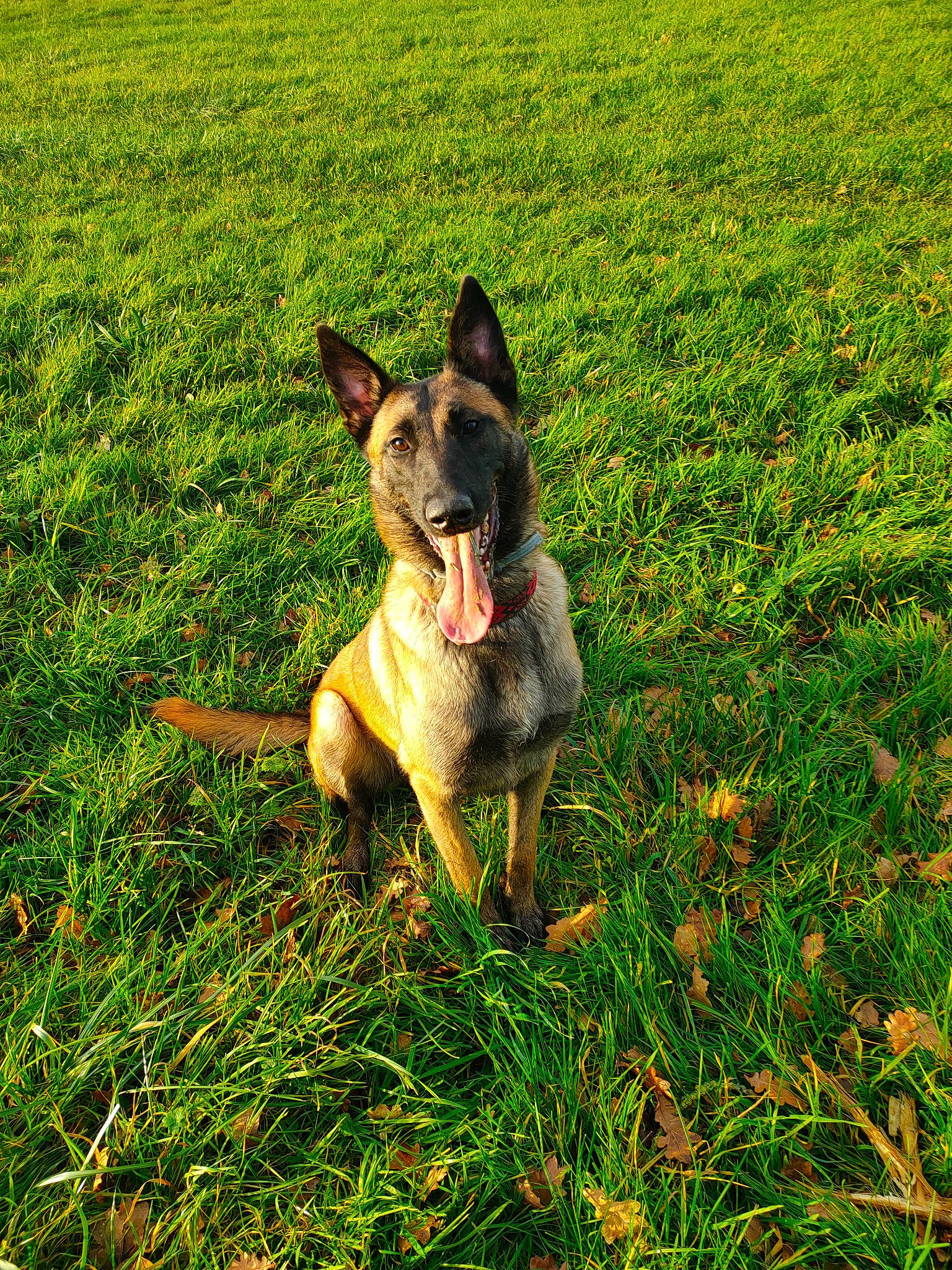 Sally participe au concours pour gagner de l'argent avec cette photo : carnivore, companion_dog, dog, dog_breed, east_european_shepherd, fawn, german_shepherd_dog, grass, grassland, groundcover, happy, herbaceous_plant, herding_dog, old_german_shepherd_dog, pasture, people_in_nature, plant, snout, sporting_group, tail