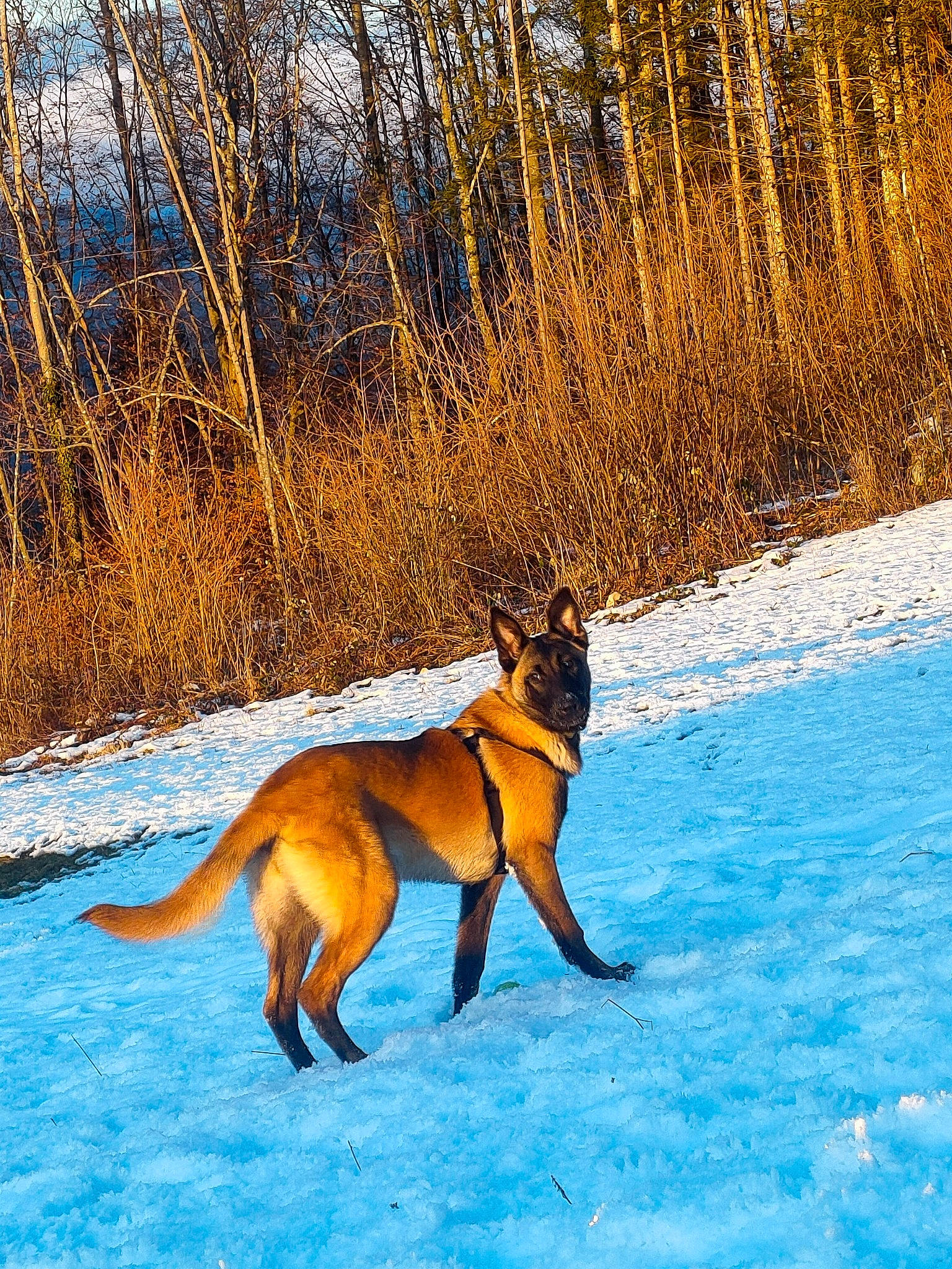 Sally participe au concours pour gagner de l'argent avec cette photo : canidae, carnivore, dog, dog_breed, dog_supply, electric_blue, fawn, freezing, hunting_dog, landscape, plant, slope, snow, sporting_group, tail, terrestrial_animal, tree, wildlife, winter, working_dog