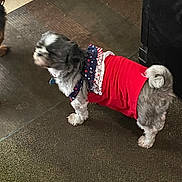 Maymay is registered to the contest to win money with this photo: dog, pet, clothing, indoor, carpet, small_dog, costume, red, white, blue, fur, animal, standing, looking_away, two_dogs, floor, domestic, cute, companion, blurred_face