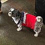 dog, pet, clothing, indoor, carpet, small_dog, costume, red, white, blue, fur, animal, standing, looking_away, two_dogs, floor, domestic, cute, companion, blurred_face