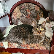 Ash Ash joined the competition — help win amazing prizes! animal, cat, chair, close_up, cute, domestic_animal, eyes, feline, fluffy_cat, fur, indoor, patterned_fabric, paws, pet, relaxed, resting, tabby_cat, two_cats, whiskers, wooden_furniture