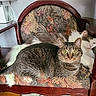 animal, cat, chair, close_up, cute, domestic_animal, eyes, feline, fluffy_cat, fur, indoor, patterned_fabric, paws, pet, relaxed, resting, tabby_cat, two_cats, whiskers, wooden_furniture