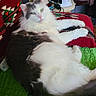 animal, cat, couch, cozy, domestic, feline, fluffy, furniture, gray, green_quilt, home, indoor, lounging, pet, portrait, quilt, red_cushion, relaxed, resting, white