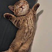 Béa participe au concours pour gagner de l'argent avec cette photo : cat, kitten, tabby, brown_fur, sleeping, lying_down, belly_up, raised_paws, paw_pads, closed_eyes, whiskers, ears, feline, cute, relaxed, indoor, soft_lighting, shadow, portrait, cozy