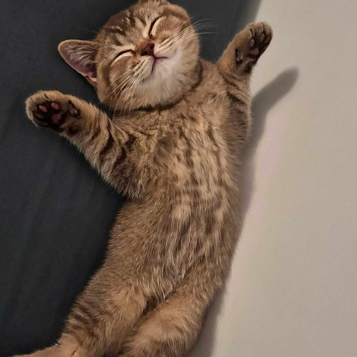 Béa participe au concours pour gagner de l'argent avec cette photo : cat, kitten, tabby, brown_fur, sleeping, lying_down, belly_up, raised_paws, paw_pads, closed_eyes, whiskers, ears, feline, cute, relaxed, indoor, soft_lighting, shadow, portrait, cozy