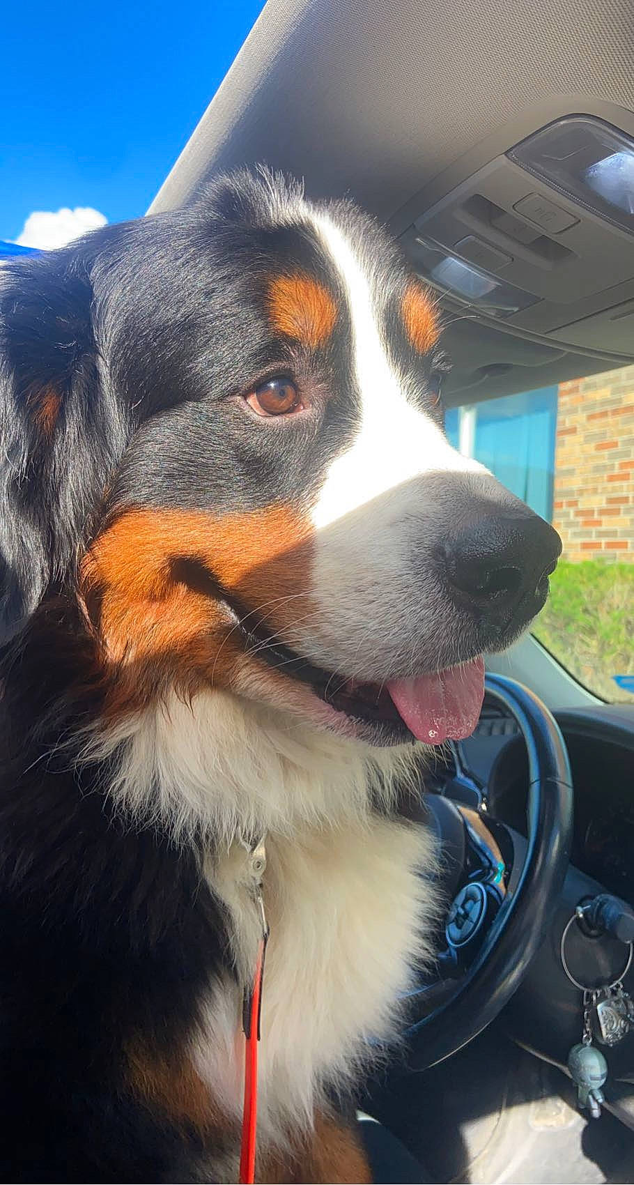 Dunkin joined the competition — help win amazing prizes! automotive_exterior, automotive_mirror, bernese_mountain_dog, canidae, car, carnivore, collar, companion_dog, dog, dog_breed, giant_dog_breed, snout, sporting_group, steering_wheel, terrestrial_animal, vehicle, vehicle_door, whiskers, windshield, working_animal