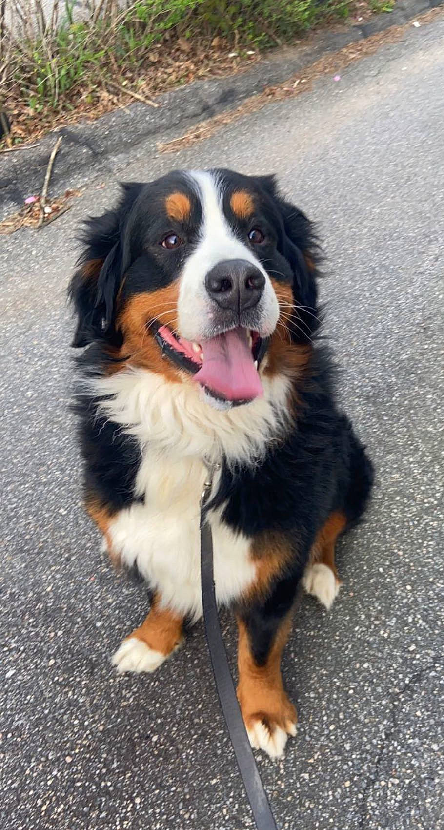 Dunkin is registered to the contest to win money with this photo: bernese_mountain_dog, canidae, carnivore, companion_dog, dog, dog_breed, door, foot, fur, herding_dog, road_surface, snout, sporting_group, terrestrial_animal, whiskers, working_dog