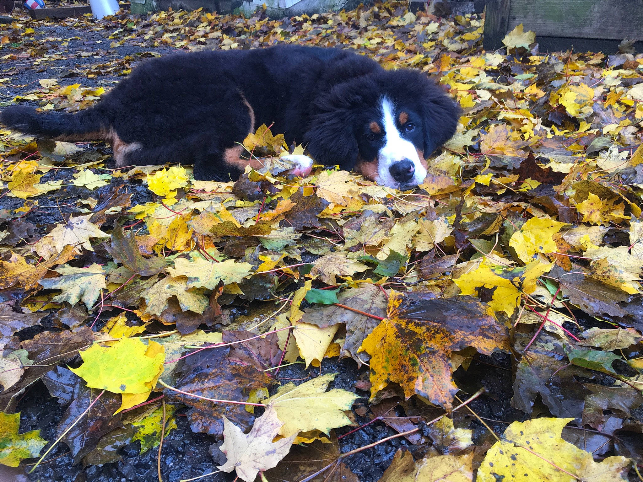 Dunkin joined the competition — help win amazing prizes! automotive_tire, carnivore, companion_dog, deciduous, dog, dog_breed, grass, groundcover, herding_dog, leaf, pet_food, plant, road_surface, soil, sporting_group, tail, terrestrial_animal, tints_and_shades, twig, yellow