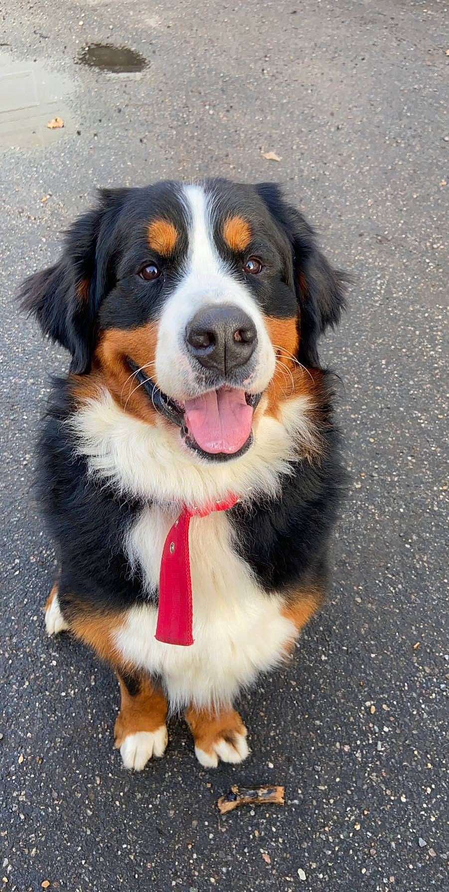 Dunkin is registered to the contest to win money with this photo: bernese_mountain_dog, canidae, carnivore, companion_dog, dog, dog_breed, fur, road_surface, snout, sporting_group, terrestrial_animal, whiskers, working_dog