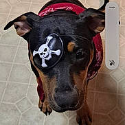 Captain Da'Zee joined the competition — help win amazing prizes! dog, black_dog, bandana, eye_patch, pirate, pet, indoor, floor, curious, canine, costume, cute, looking_up, animal, muzzle, ears, brown_markings, paws, portrait, companion
