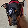 dog, black_dog, bandana, eye_patch, pirate, pet, indoor, floor, curious, canine, costume, cute, looking_up, animal, muzzle, ears, brown_markings, paws, portrait, companion