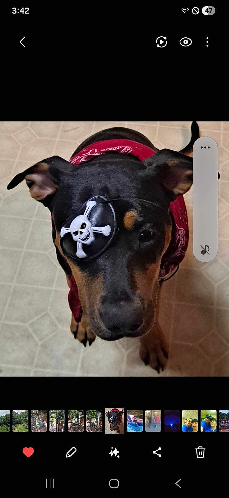 Captain Da'Zee joined the competition — help win amazing prizes! dog, black_dog, bandana, eye_patch, pirate, pet, indoor, floor, curious, canine, costume, cute, looking_up, animal, muzzle, ears, brown_markings, paws, portrait, companion
