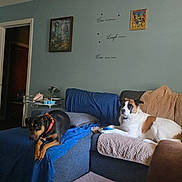 Atari is registered to the contest to win money with this photo: alert, black_and_tan_dog, blanket, blue_sheet, brown_and_white_dog, couch, dog, dogs, floor_mat, framed_picture, home_interior, living_room, pet_bed, pillow, relaxed, side_table, sofa, two_dogs, wall_art, wall_text