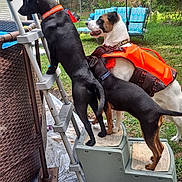 Ataridazeesister is registered to the contest to win money with this photo: dog, dogs, black_dog, white_dog, brown_dog, life_jacket, ladder, pool_steps, backyard, grass, fence, trees, patio_chair, outdoor, pet, teamwork, curiosity, looking, plastic_sheet, sunny_day