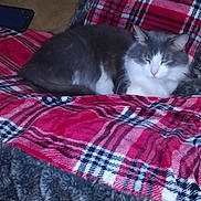Sam joined the competition — help win amazing prizes! cat, gray_cat, white_cat, sleeping_cat, plaid_blanket, red_blanket, furry_blanket, cozy, indoor, pet, animal, resting, feline, soft_texture, relaxation, cute, domestic_cat, fur, home, comfort